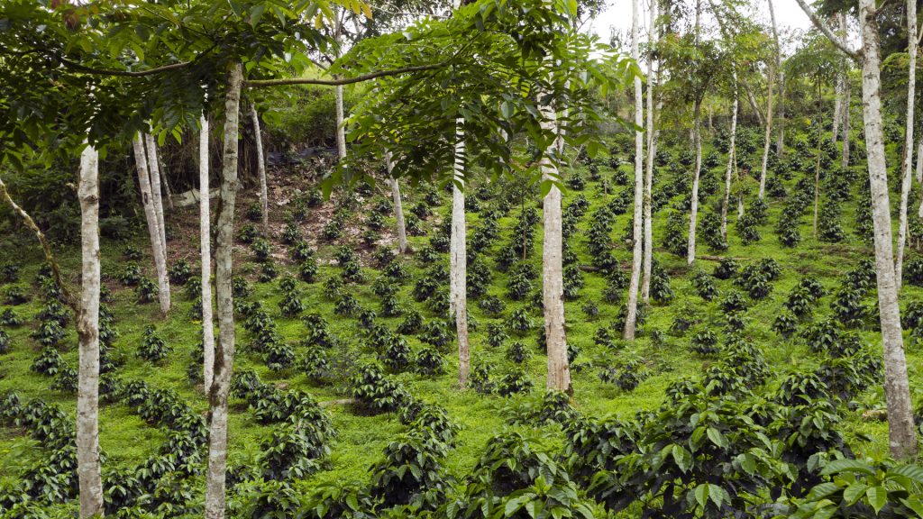 shade grown coffee